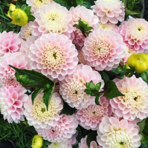 Jurginas Wizzard of OZ 1vnt.