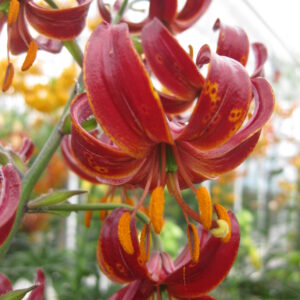 Lilium martagon Claude Shride1vnt.