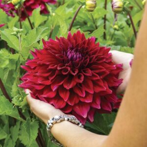 Jurginas Zorro 1vnt.