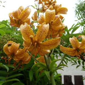 Lilium martagon Guinea Gold 1vnt.