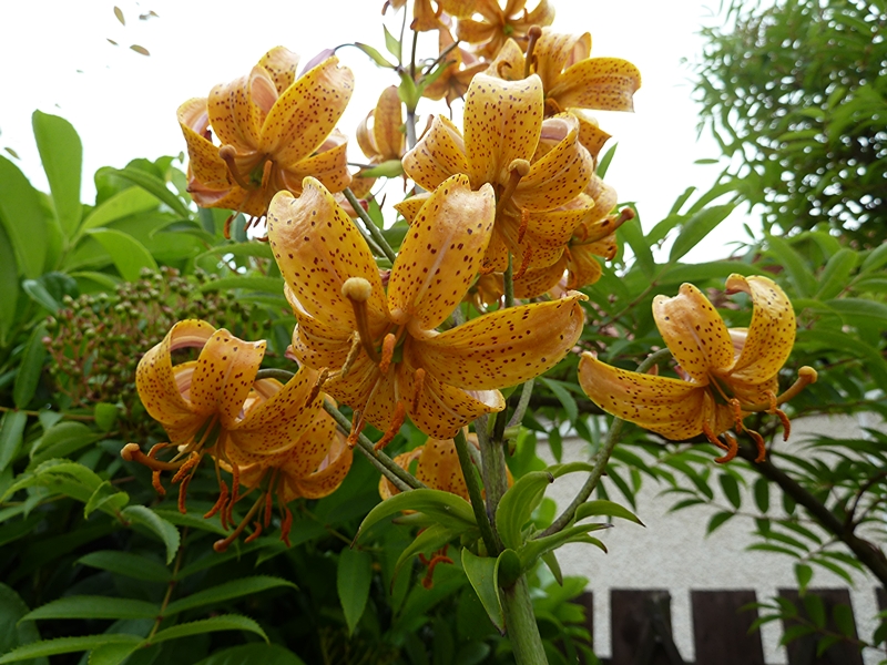 Lilium martagon Guinea Gold 1vnt.