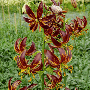 Lilium martagon Arabian Knight