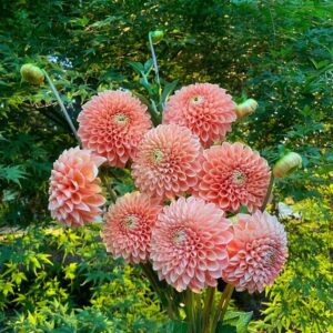 Jurginas Jowey Linda1vnt.