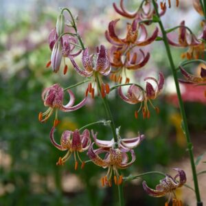 Lilium martagon 'Alberta Morning'