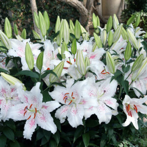 Rytinė lelija 'Muscadet' 1vnt.