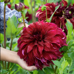 Jurginas Bohemian Spartacus 1vnt.