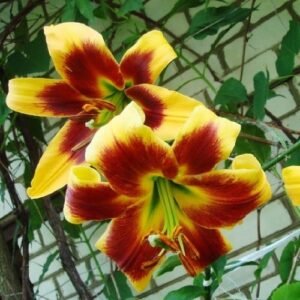 331124001448396974b_1_