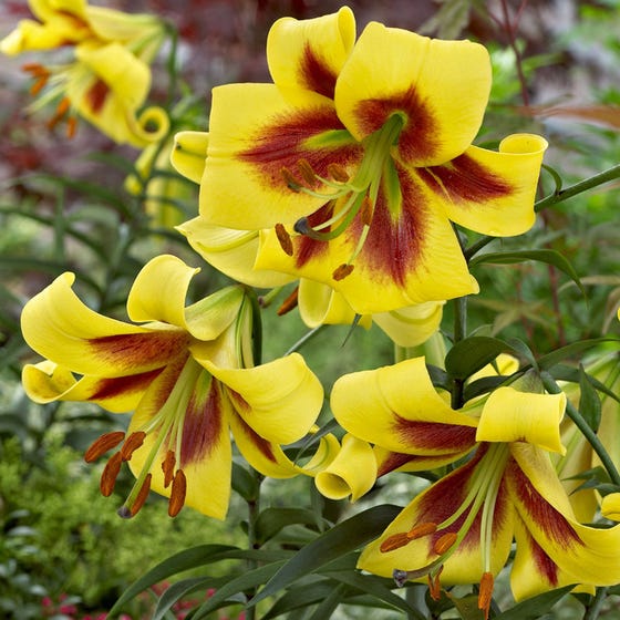 Lelija Robert Swanson (OT Hybride) 1vnt.