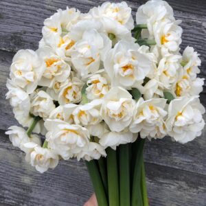 Narcizai daugiažiedžiai 'Bridal Crown' 3vnt.
