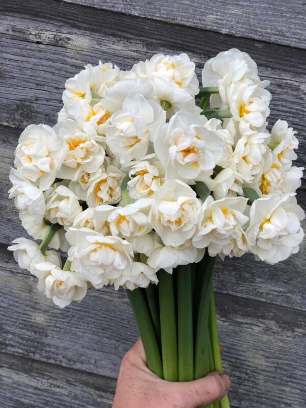 Narcizai daugiažiedžiai 'Bridal Crown' 3vnt.