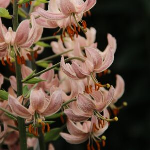 Lilium martagon Pink Morning 1vnt.