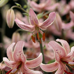 products-PinkMorningramona