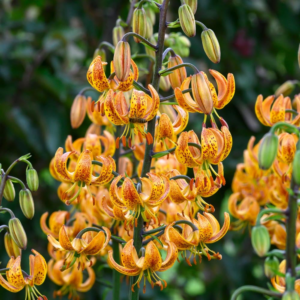 Lilium martagon Sunny Morning 1vnt.