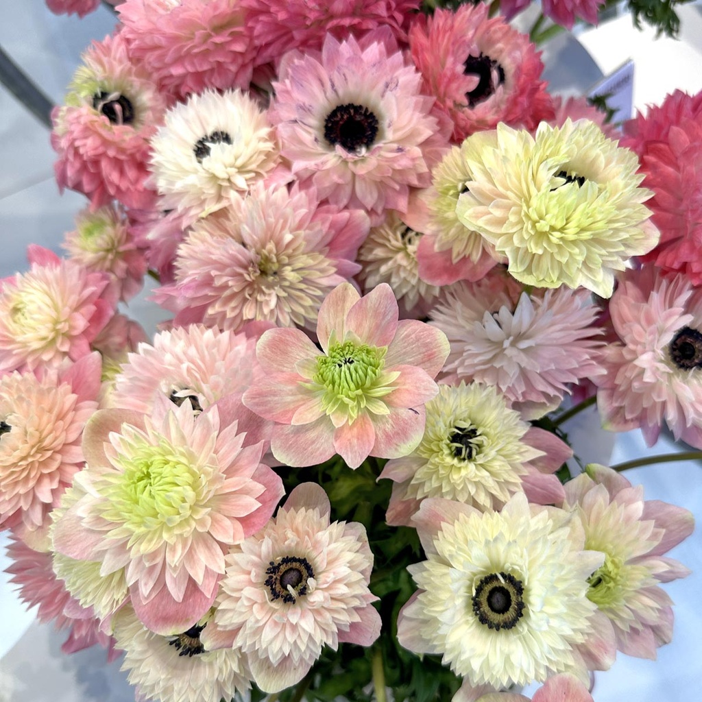 Pavasarinė plukė skynimui coronaria ''Rosa Chiaro'' 5vnt. - Image 3