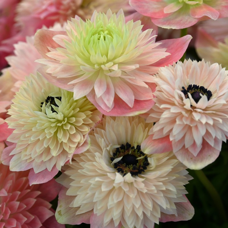 Pavasarinė plukė skynimui coronaria ''Rosa Chiaro'' 5vnt.