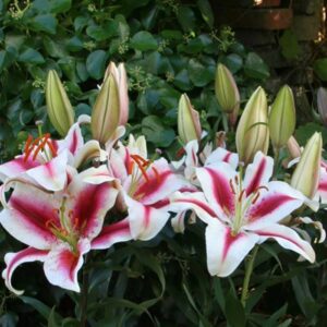 Lelija Oriental Hachi 1vnt.