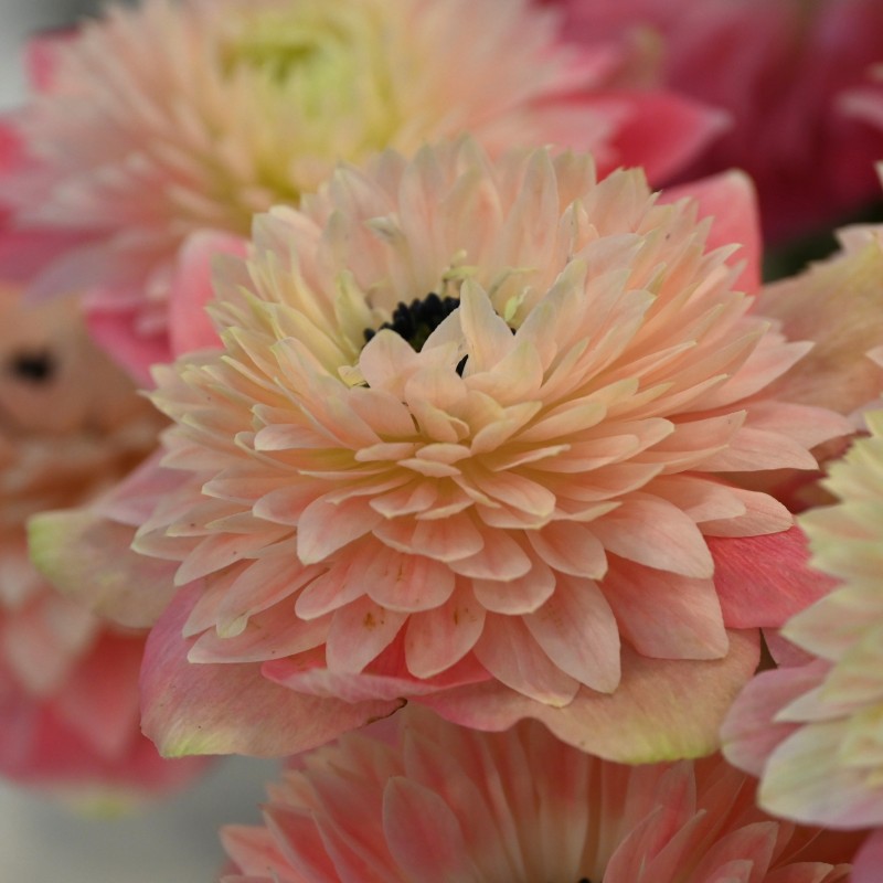 Pavasarinė plukė skynimui coronaria ''Rosa Chiaro'' 5vnt. - Image 2