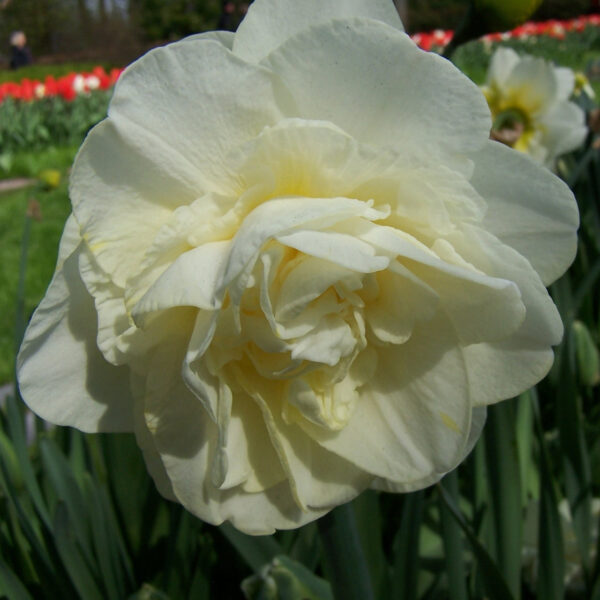 Narcizai  'Obdam' 3vnt.