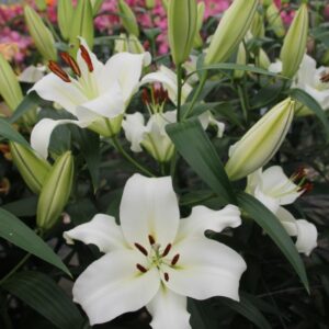 Rytinė lelija 'Casa Blanca' 1vnt.