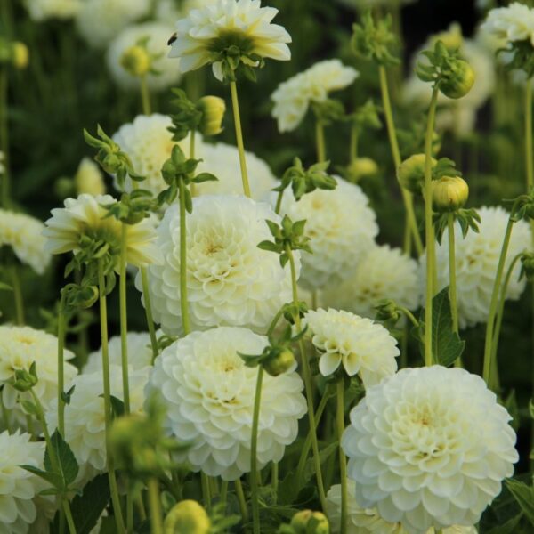 Jurginas White Aster