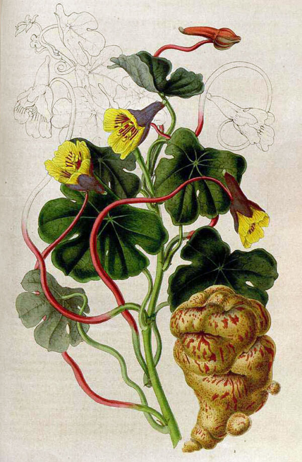 Gumbinė nasturtė (Tropaeolum Tuberosum) 1vnt. - Image 2