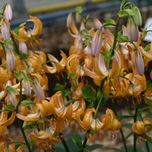 Lilium martagon 'Terrace City' 1vnt.
