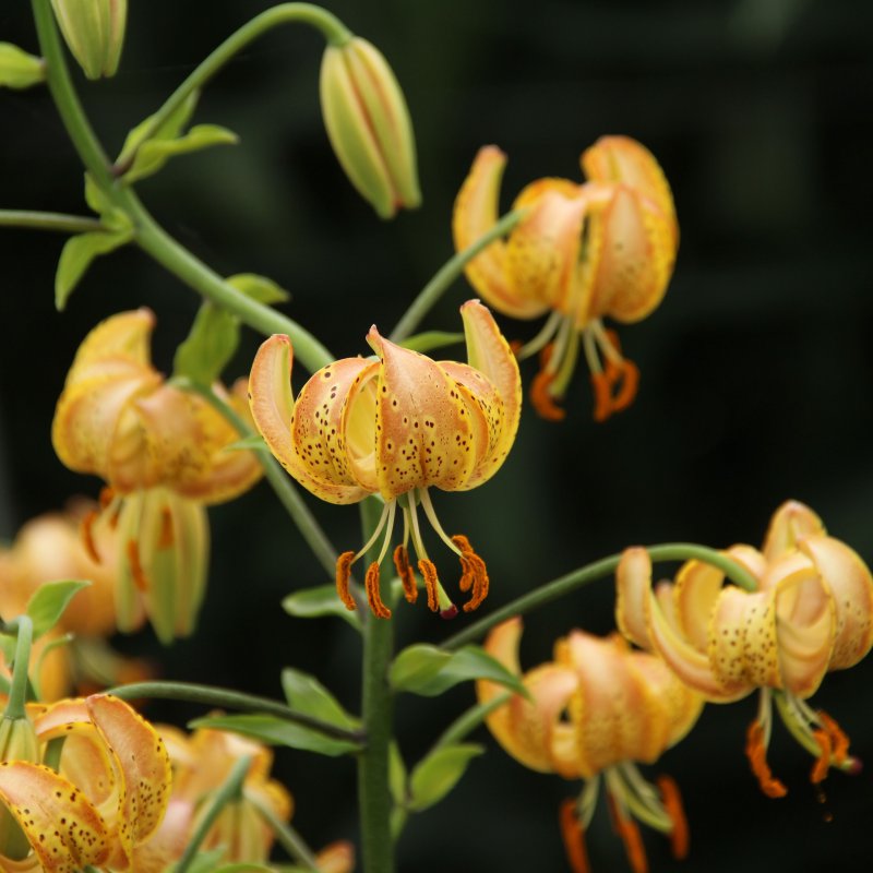 Lilium martagon 'Peppard Gold' 1vnt.