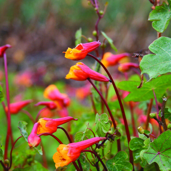 Gumbinė nasturtė (Tropaeolum Tuberosum) 1vnt.