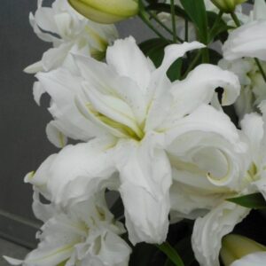 Rytietiška pilnavidurė lelija 'Lotus Beauty' 1vnt.