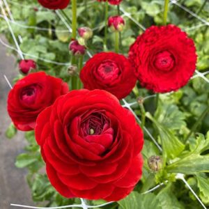 Vėdrynas ELEGANCE Rosso 5vnt.