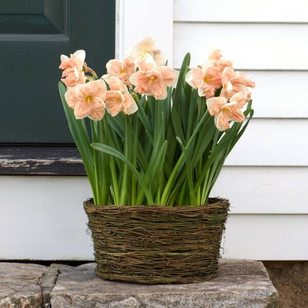 Narcizai  'Apricot Whirl' 1vnt. - Image 2