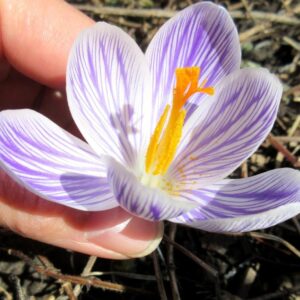 Krokai vernus 'Pickwick' 5vnt.