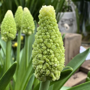 Žydrė Muscari 'Lady Madonna' 5vnt.