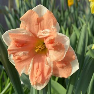 Narcizai  'Apricot Whirl' 1vnt.