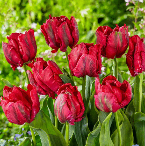 Tulpė 'Red Madonna' 5vnt. 12+ dydis - Image 2