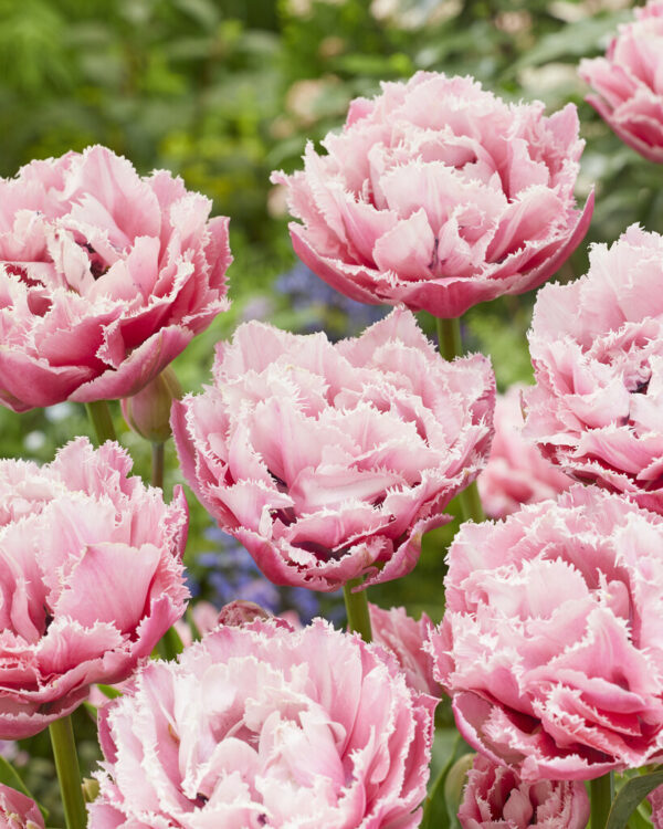 Tulpė 'Sugar Cystal' 5vnt. 11+ dydis - Image 2