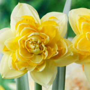 Narcizai pilnaviduriai 'Great Leap' 1vnt.