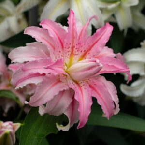 Rytietiška pilnavidurė lelija 'Broken Heart' 1vnt.