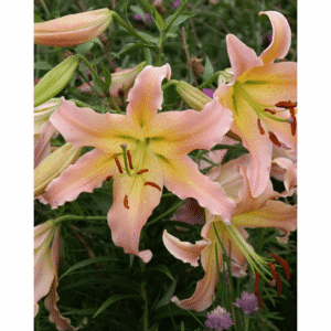 Lelija 'Elusive' OT 1vnt.