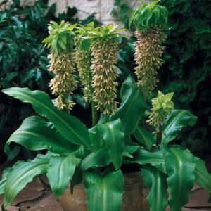Eukomis (Eucomis) BICOLOR 1vnt.