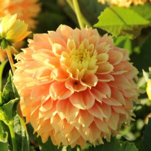 Jurginas 'Deep Impact' 1vnt.