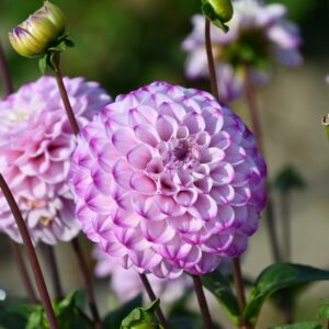 Jurginas 'Genova' 1vnt.