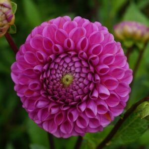 Jurginas 'Isabel' 1vnt.