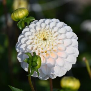 Jurginas 'Wizard of Lightening' 1vnt.