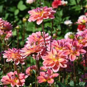 Jurginas 'Pacific View' 1vnt.