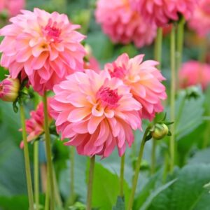 Jurginas 'Belfloor' 1vnt.