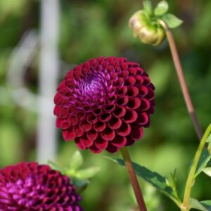 Jurginas 'Downham Royal' 1vnt.