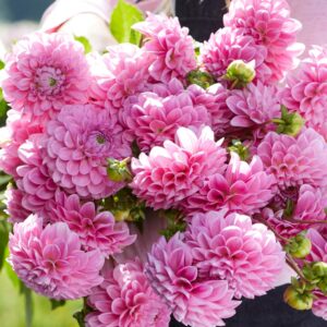 Jurginas 'Sweet Fabienne' 1vnt.