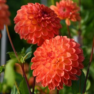 Jurginas 'Jowey Chantal' 1vnt.