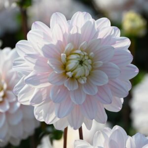 Jurginas 'Silver Years' 1vnt.